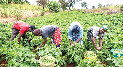 DELSU Acceptance Fee for Agricultural Economics